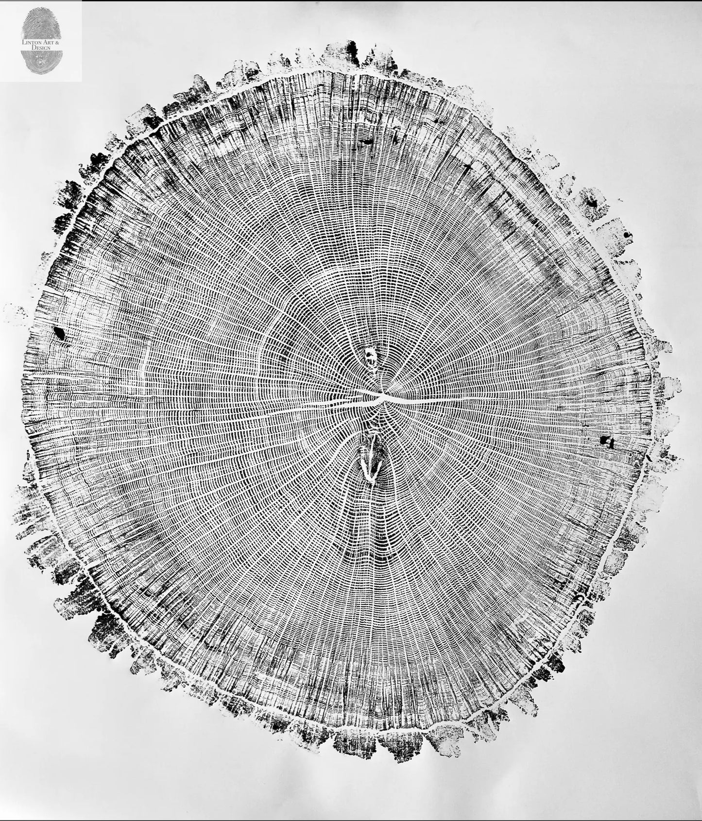 Giant Oak from Illinois, Tree ring art, oak tree art, hand pressed woodblock print, Illinois Tree, 42x46 inches lintonart