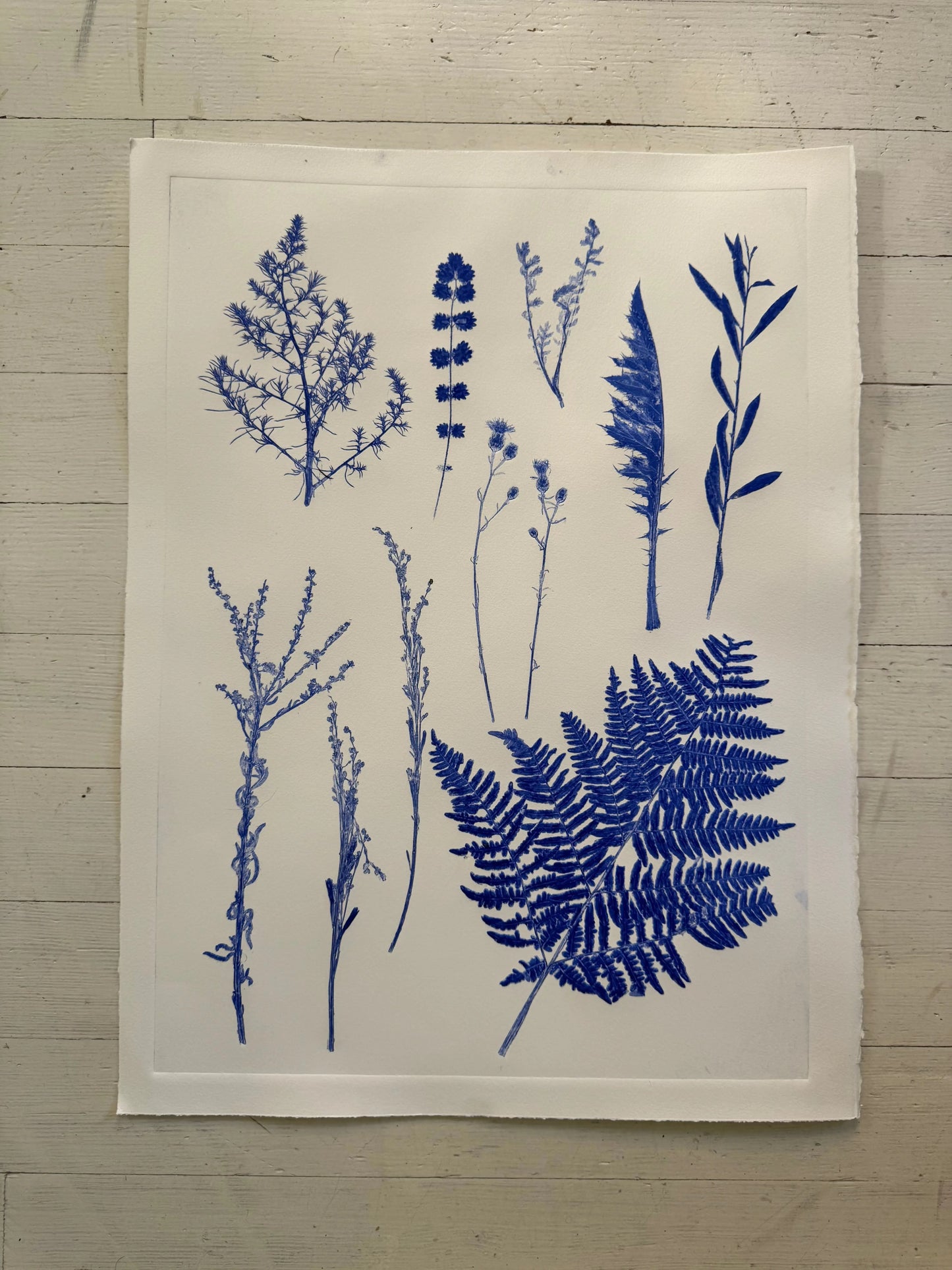 Herbaceous Forms: Field Study in Variation and Pattern, 18x24 inch Original Monoprint lintonart