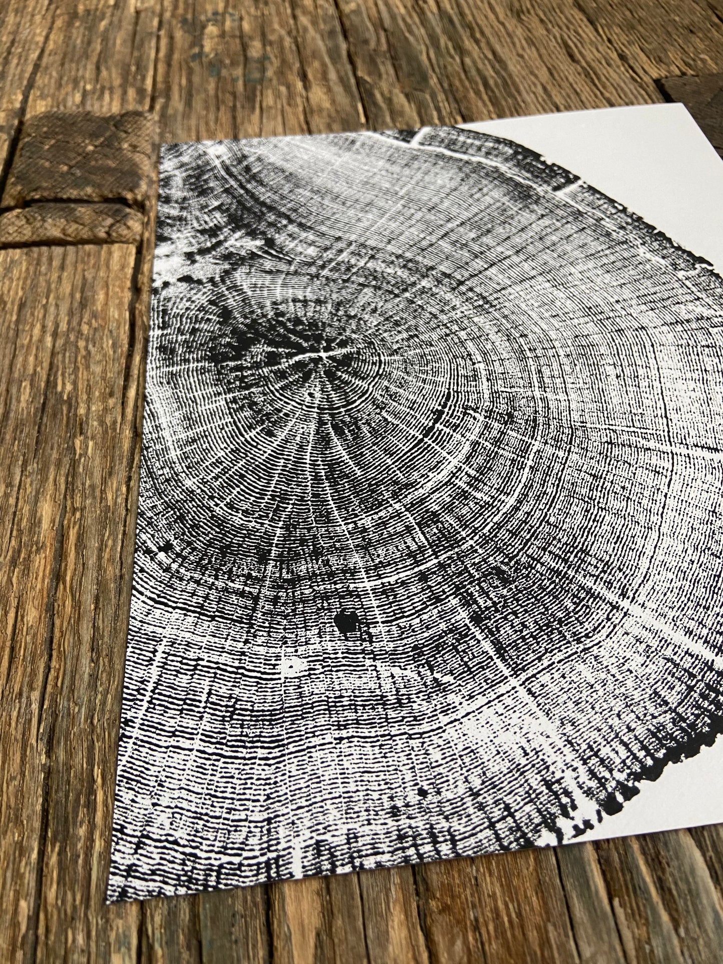 Michigan Oak Tree, Tree Ring Art, 8x10 inches, Woodcut, woodblock print lintonart