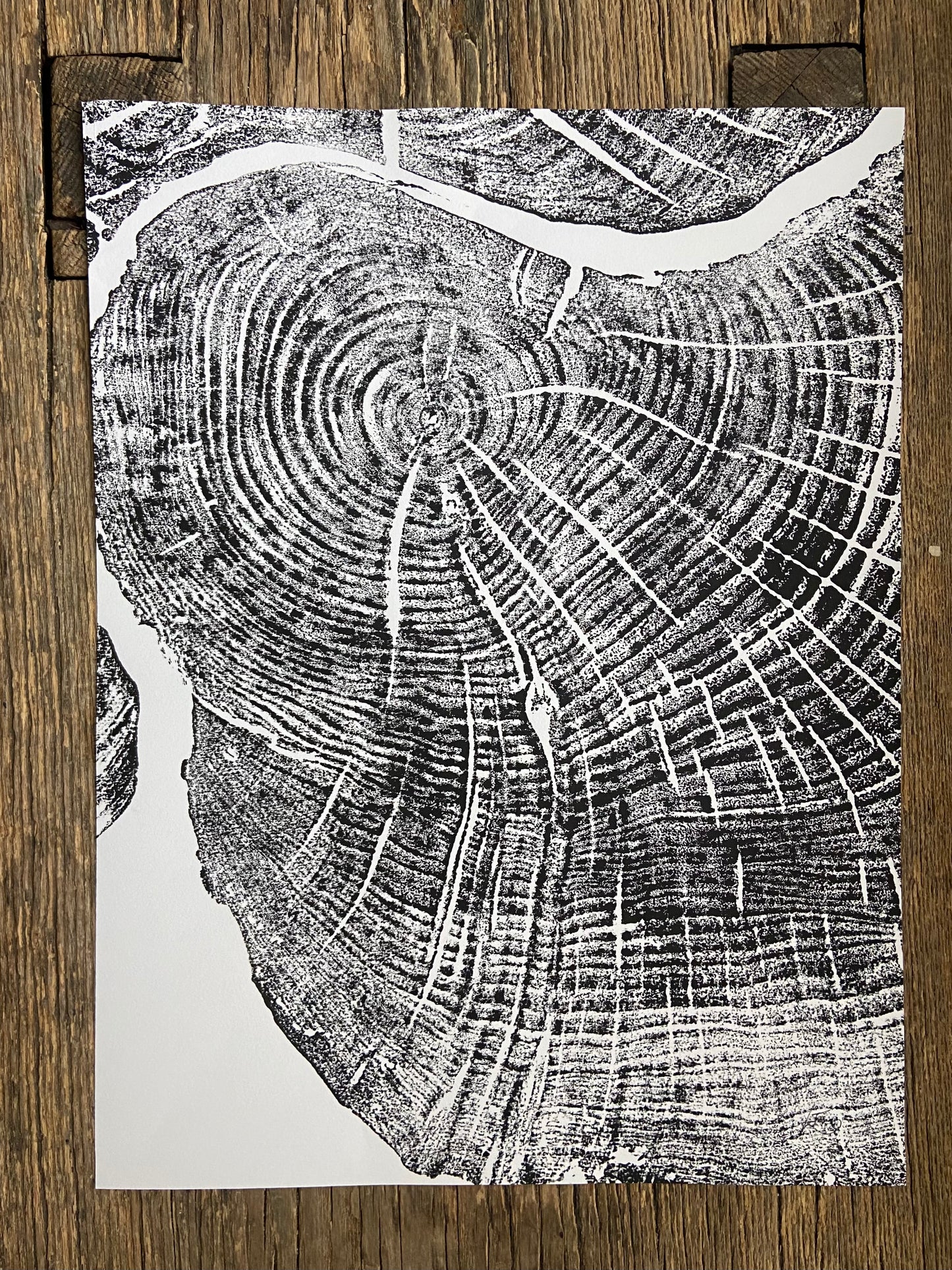 Sugar Maple, Cropped, Limited Edition 12x16 inches. Hand pressed and signed. lintonart
