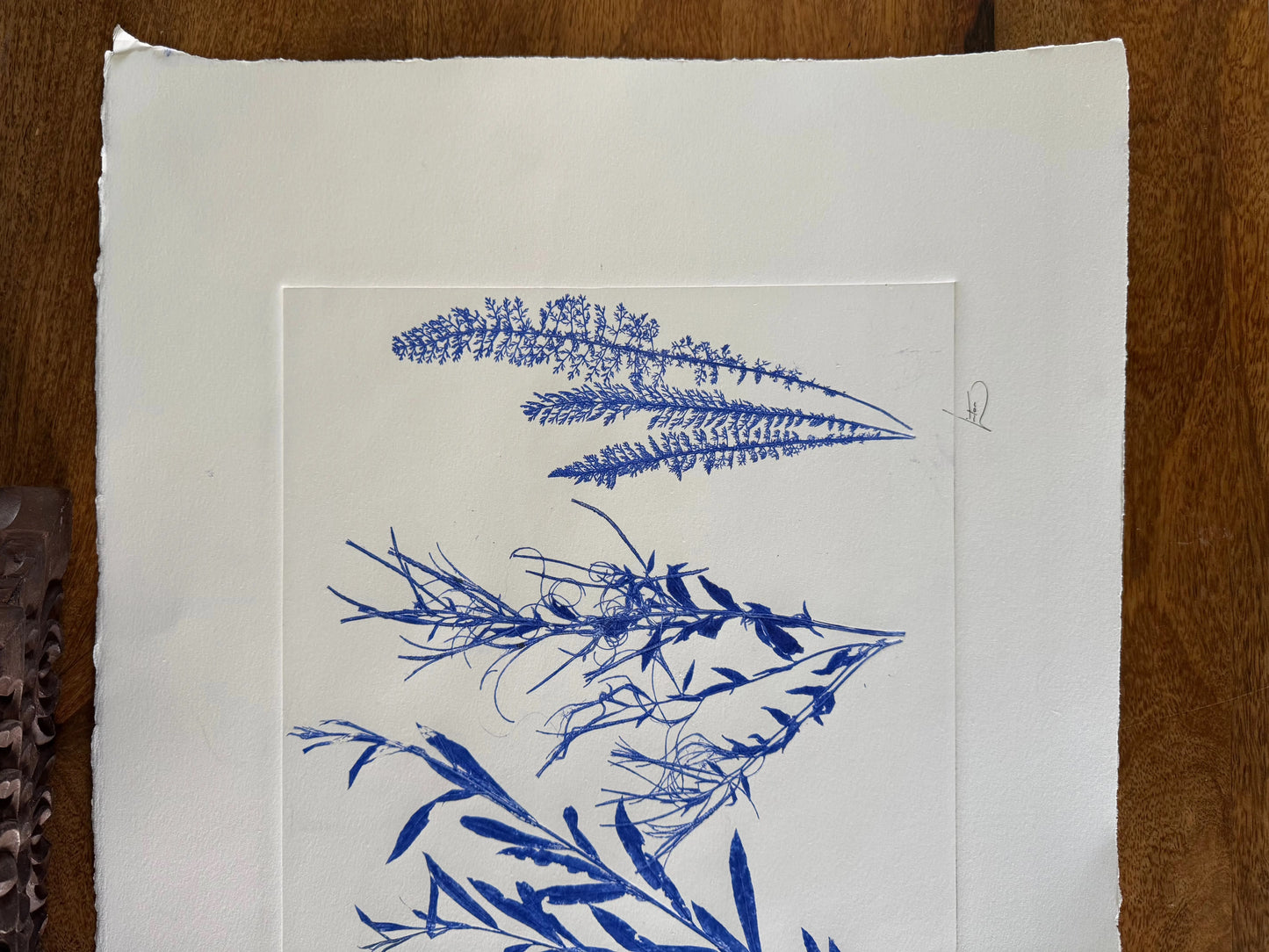 Triplicate Study of Native Flora, Original 18x24 inch Monoprint lintonart