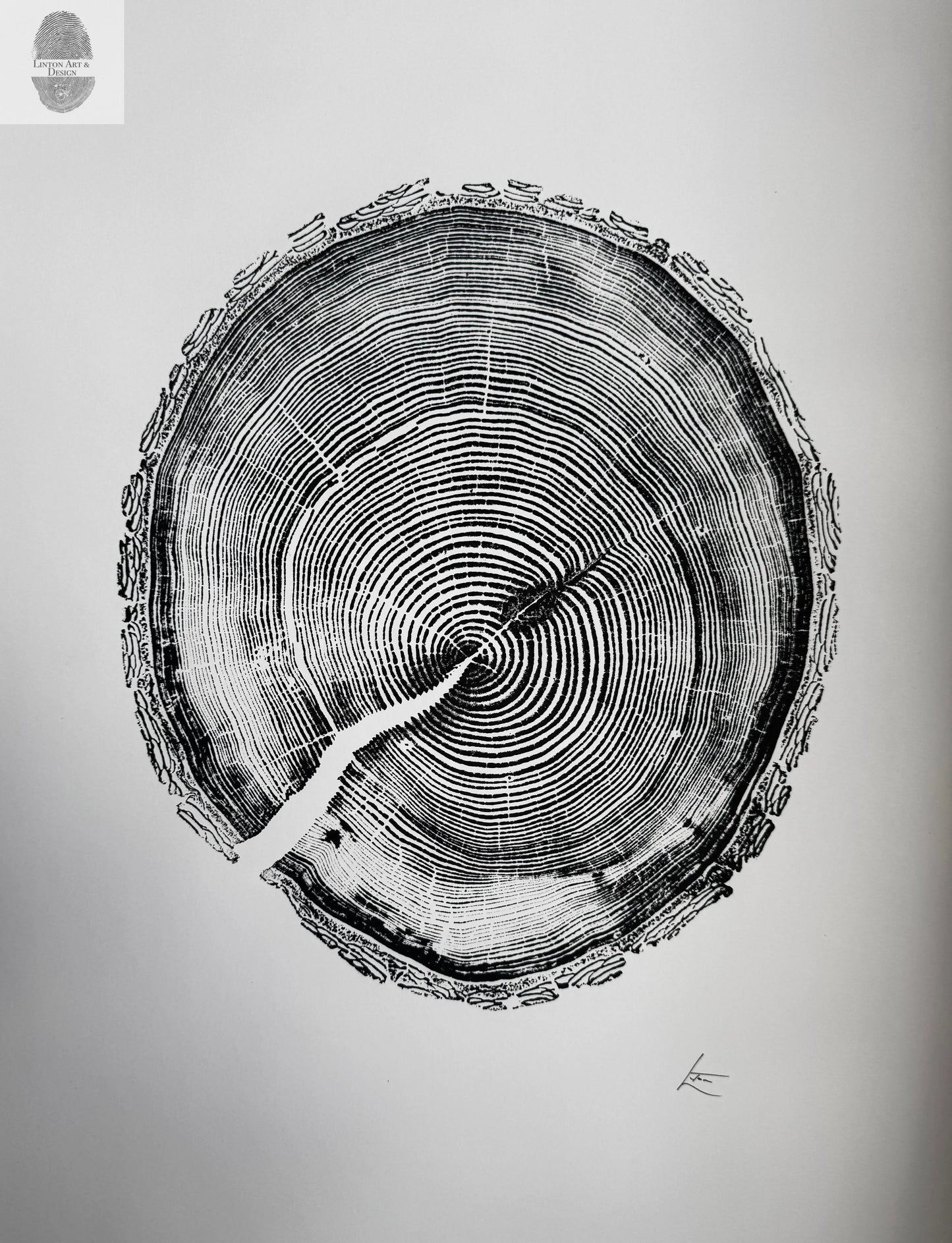 White Pine Tree Ring Impression – Taylor County, WI – 18x24 Signed Artwork lintonart