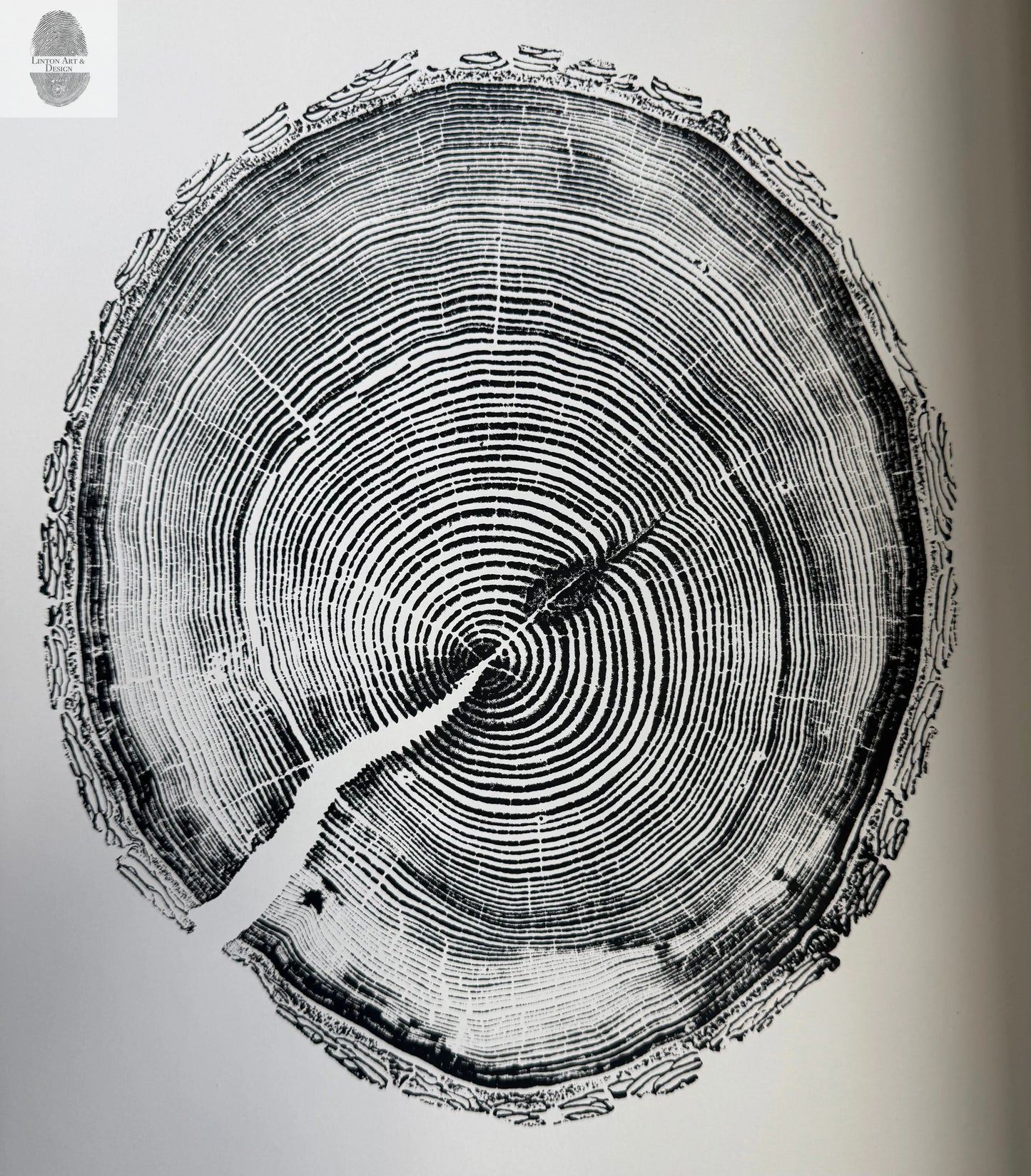 White Pine Tree Ring Impression – Taylor County, WI – 18x24 Signed Artwork lintonart