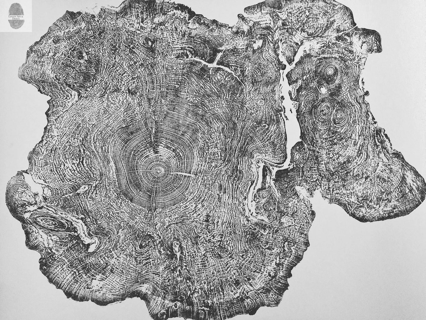 Big Leaf Maple, Tree ring print, Massachusetts art, Oversized tree ring Art, hand pressed tree rings, tree ring art print, Arborist art gift lintonart