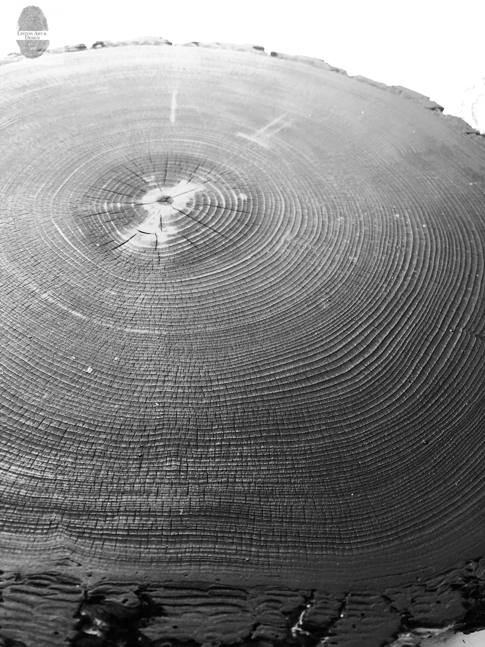 Denver Art, Rocky Mountains, Pine Tree Art, Tree ring Print, Woodcut Print lintonart