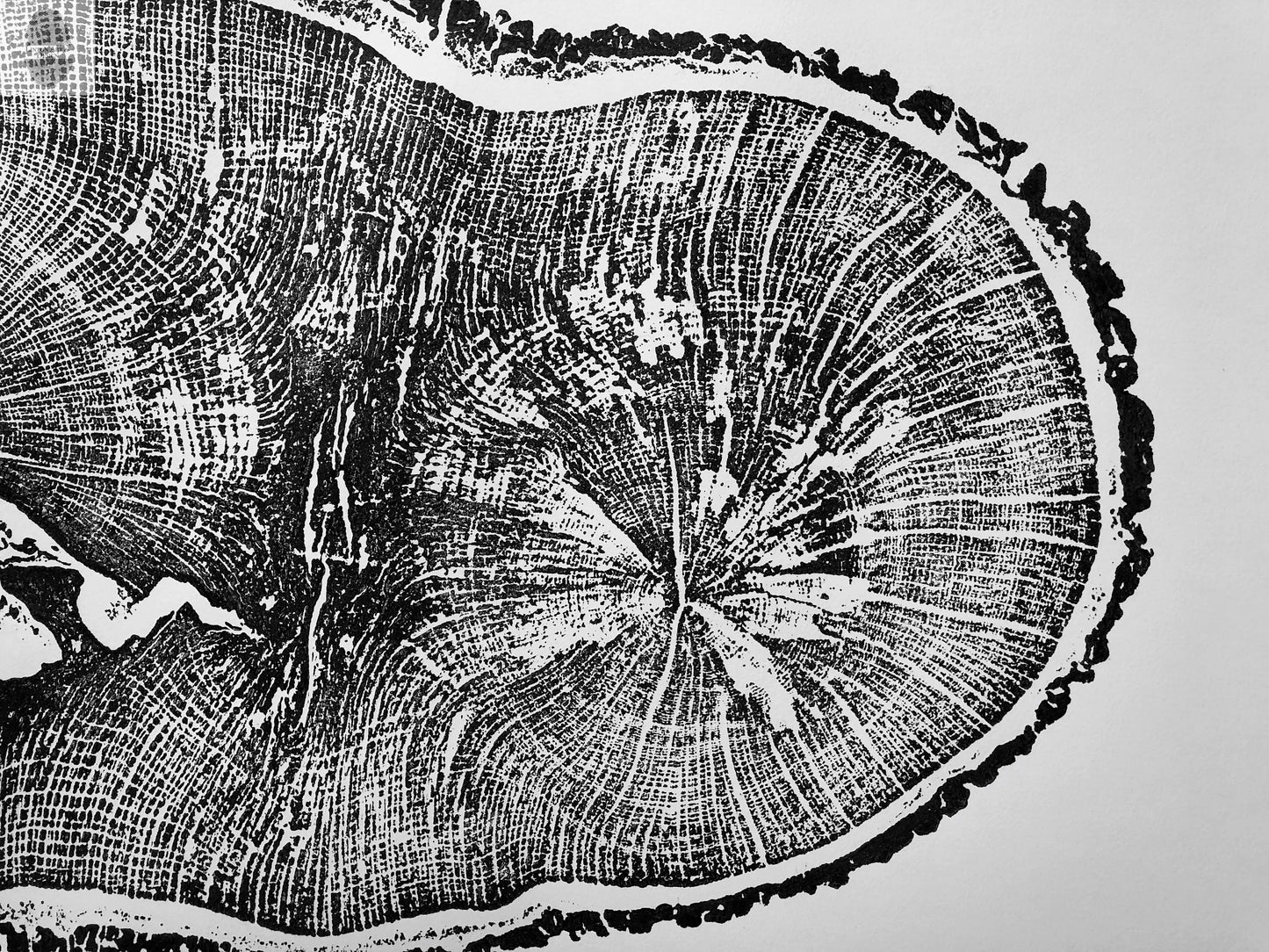 English Oak, Tree ring art print, Oak from Liverpool UK, Anniversary art, Tree ring art, Tree rings, Original Woodcut print by Erik Linton lintonart