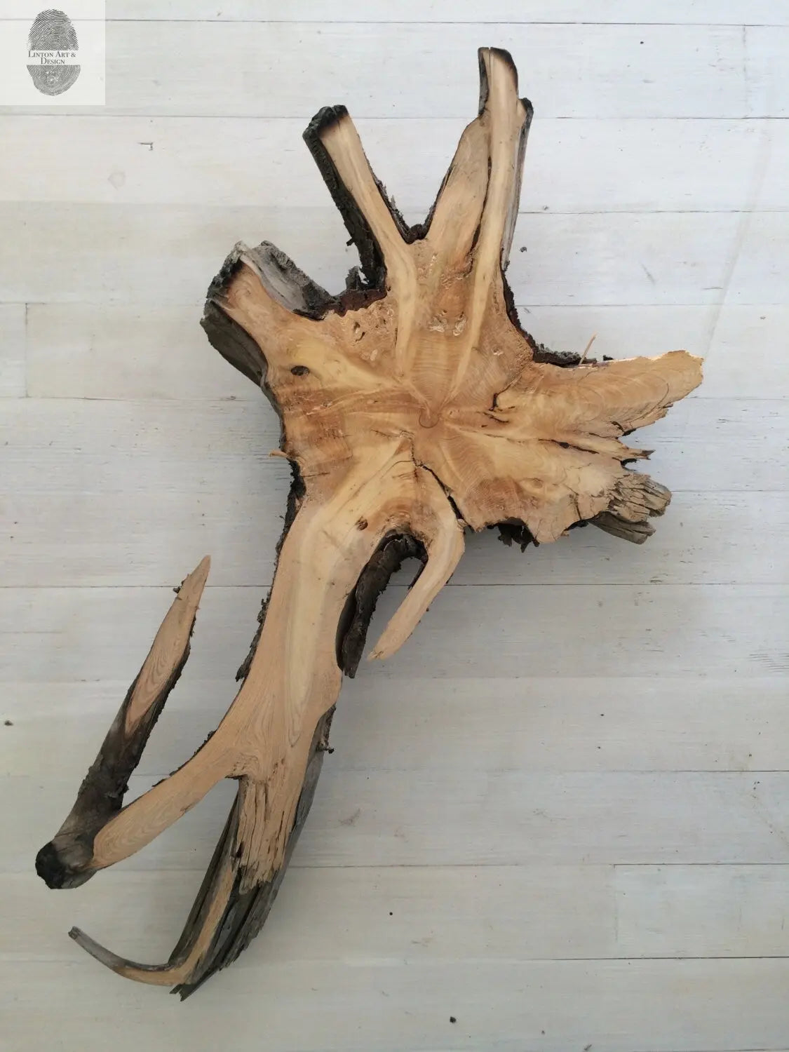Glacier National Park, Montana Pine Tree Roots II - 18x4 print lintonart