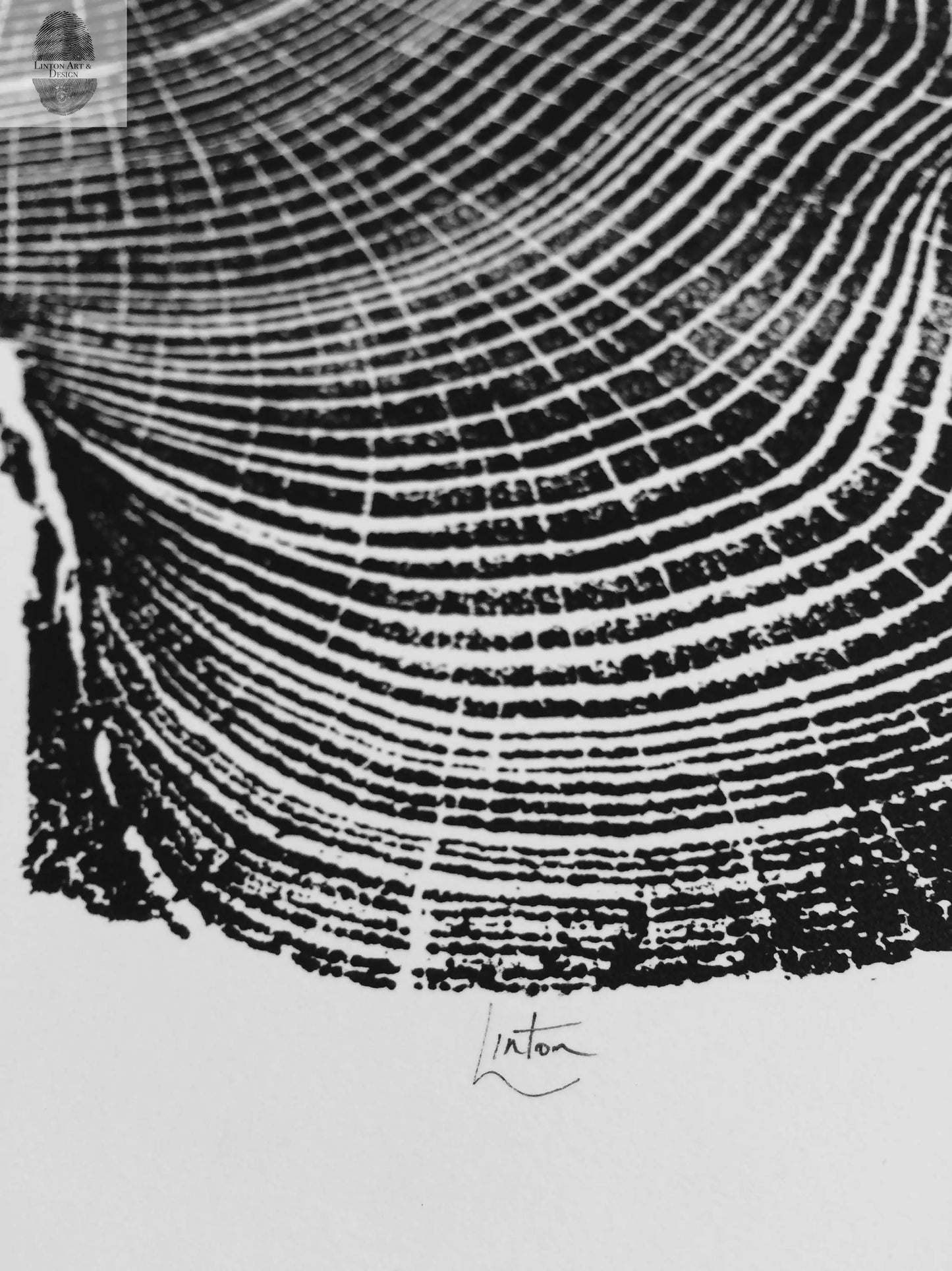Ohio Locust - 18x24 print lintonart