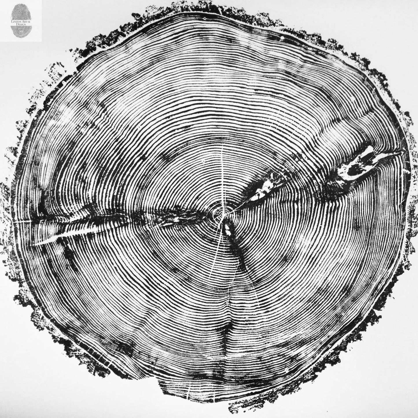 Sundance Canyon, Utah, White Pine - 36x36 print lintonart