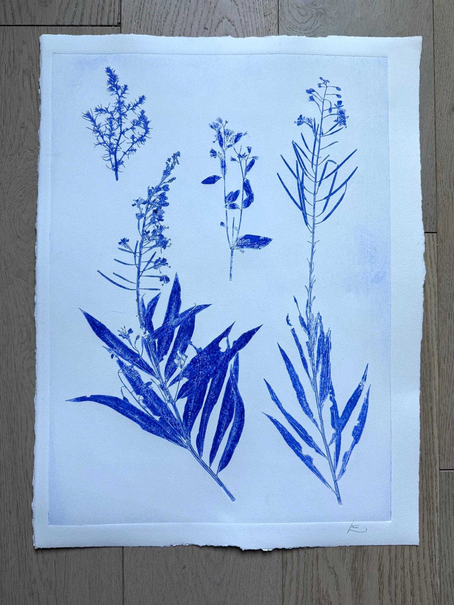 Specimen Group: Flora of Mountain Meadows, 18x24 original Monoprint