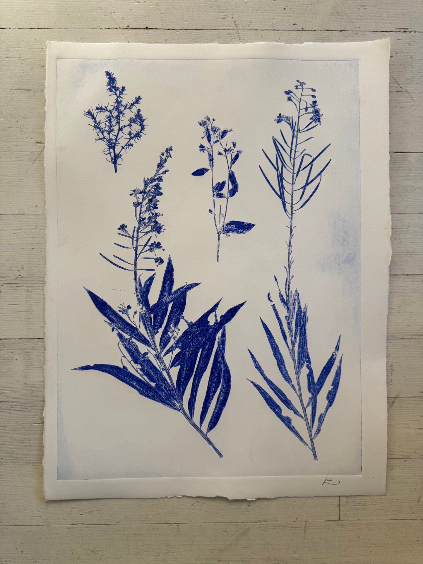 Specimen Group: Flora of Mountain Meadows, 18x24 original Monoprint
