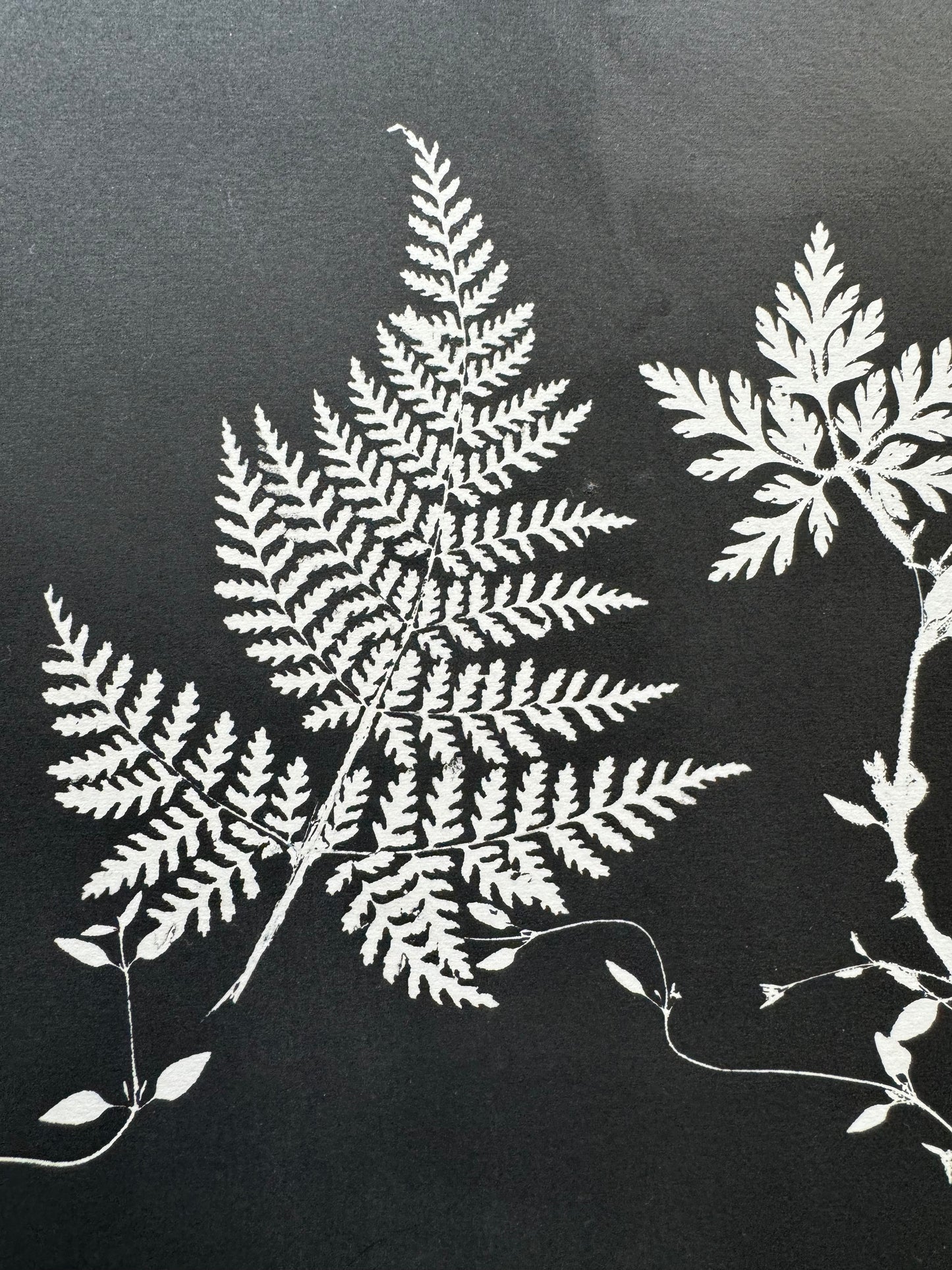 Black and White Botanical Arrangement, made from real plants. Printed on museum quality paper.