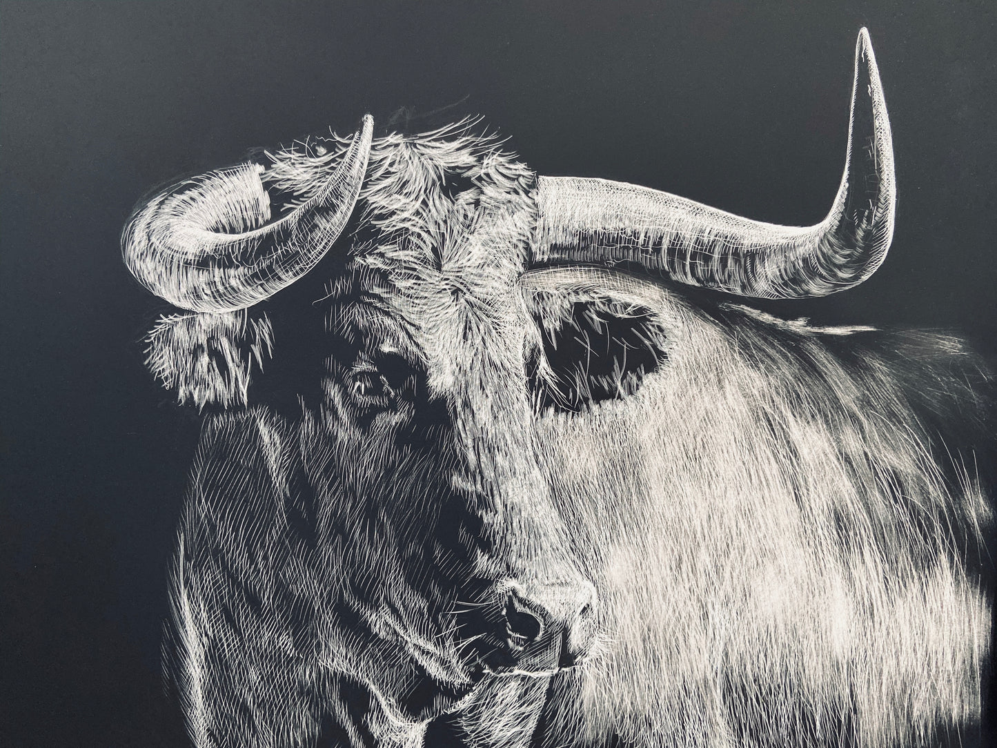 Etching of a Bull, 18x24 inch giclee print, by Erik Linton