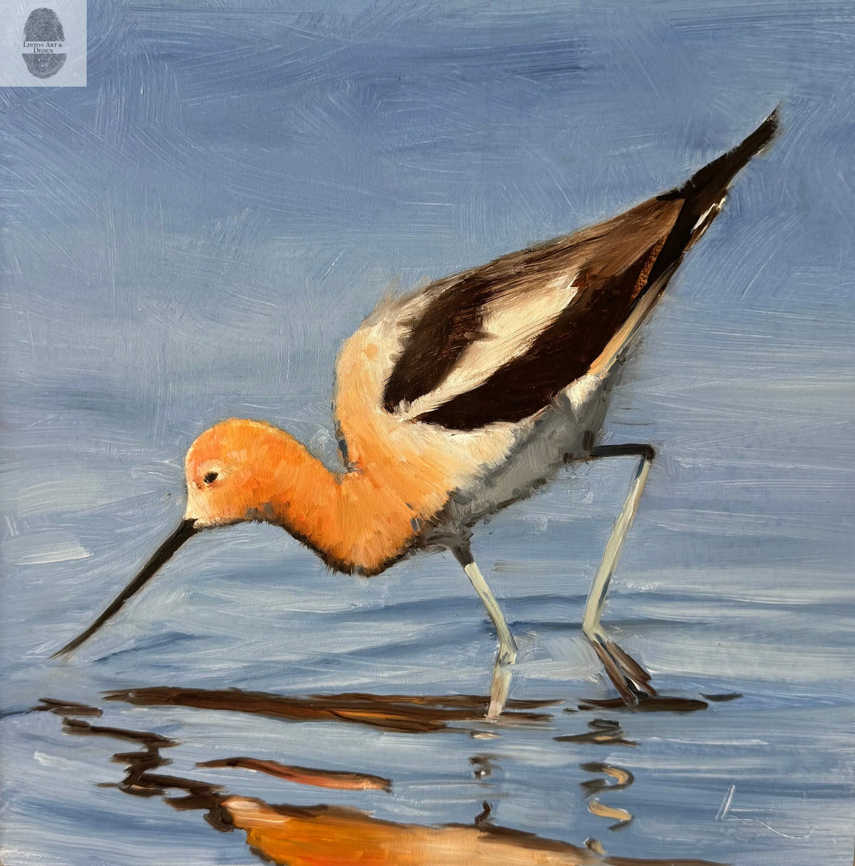 American Avocet lintonart