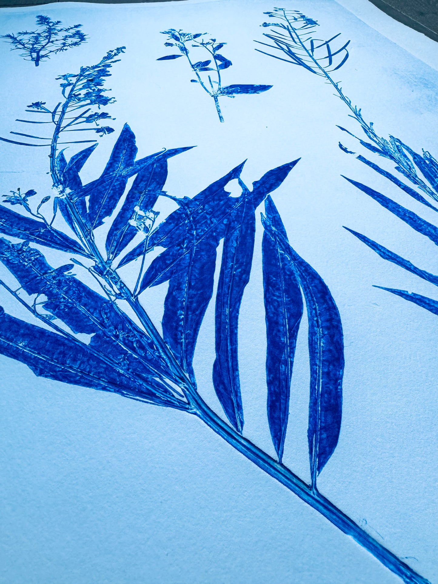 Specimen Group: Flora of Mountain Meadows, 18x24 original Monoprint