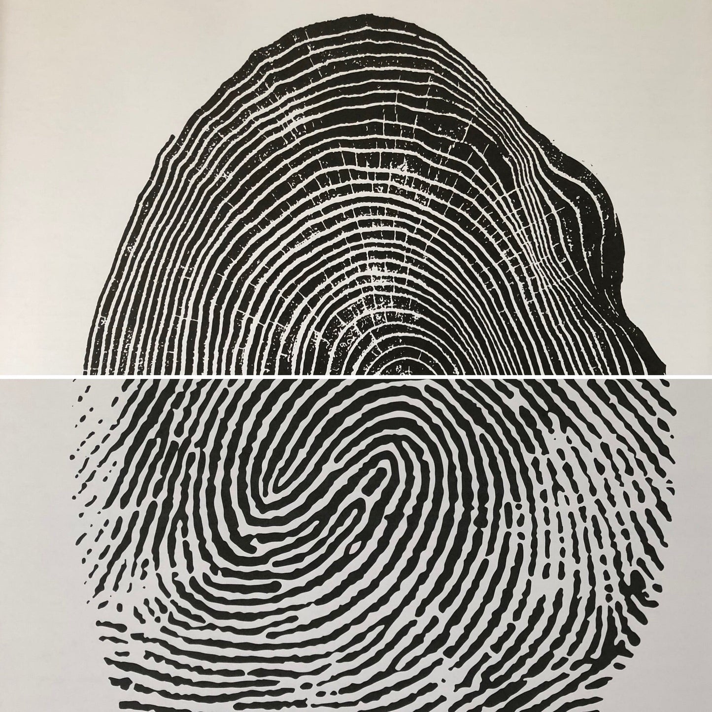 Copy of Customized fingerprint tree ring art, fingerprint art, tree ring print, human nature, nature lover gift, memorial gifts, honor gifts