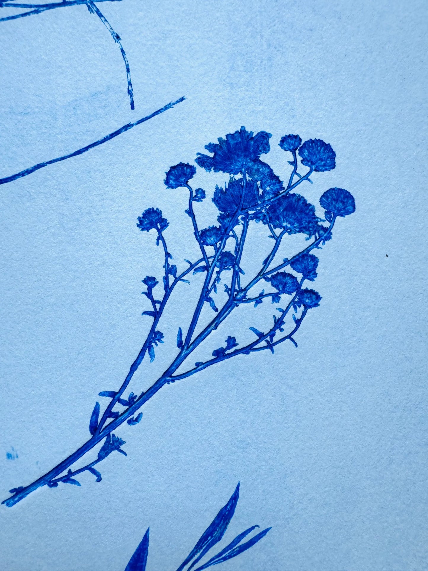 Botanical Survey: Variants of a Shared Habitat lintonart