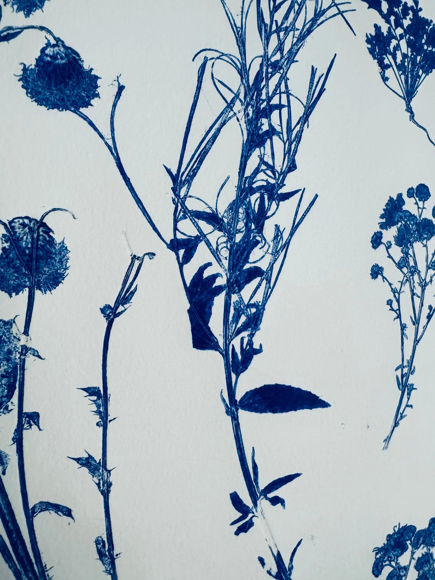 Botanical Survey: Variants of a Shared Habitat lintonart