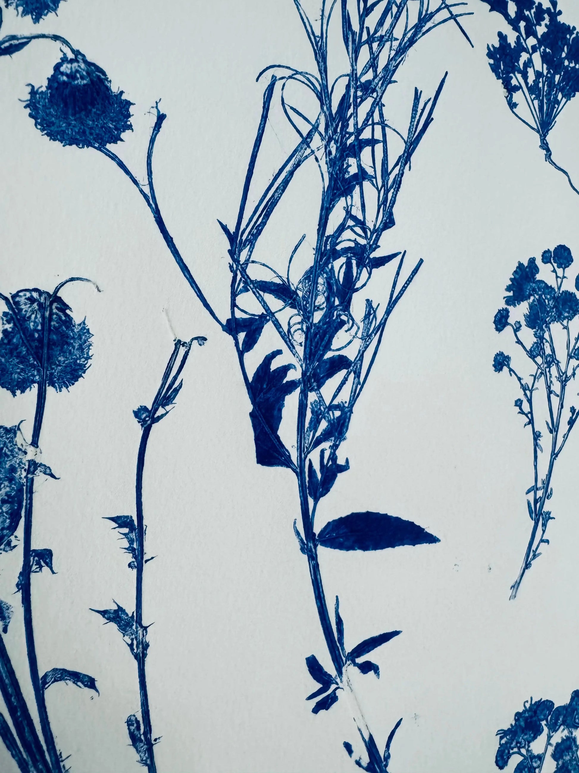 Botanical Survey: Variants of a Shared Habitat lintonart