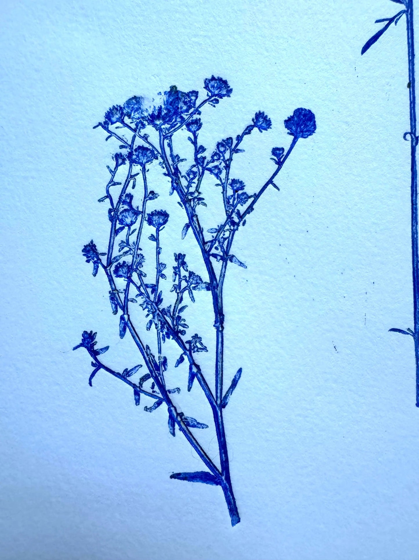 Botanical Survey: Variants of a Shared Habitat lintonart