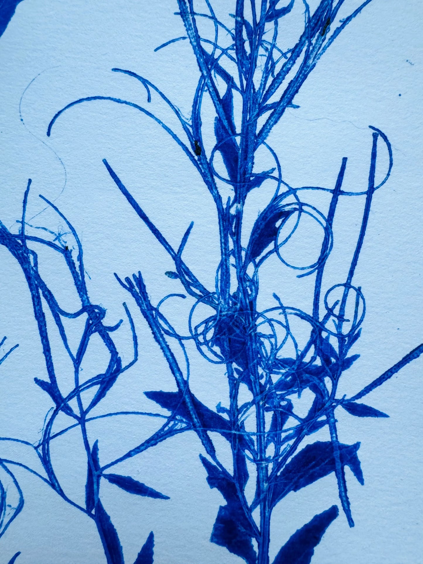 Botanical Survey: Variants of a Shared Habitat lintonart