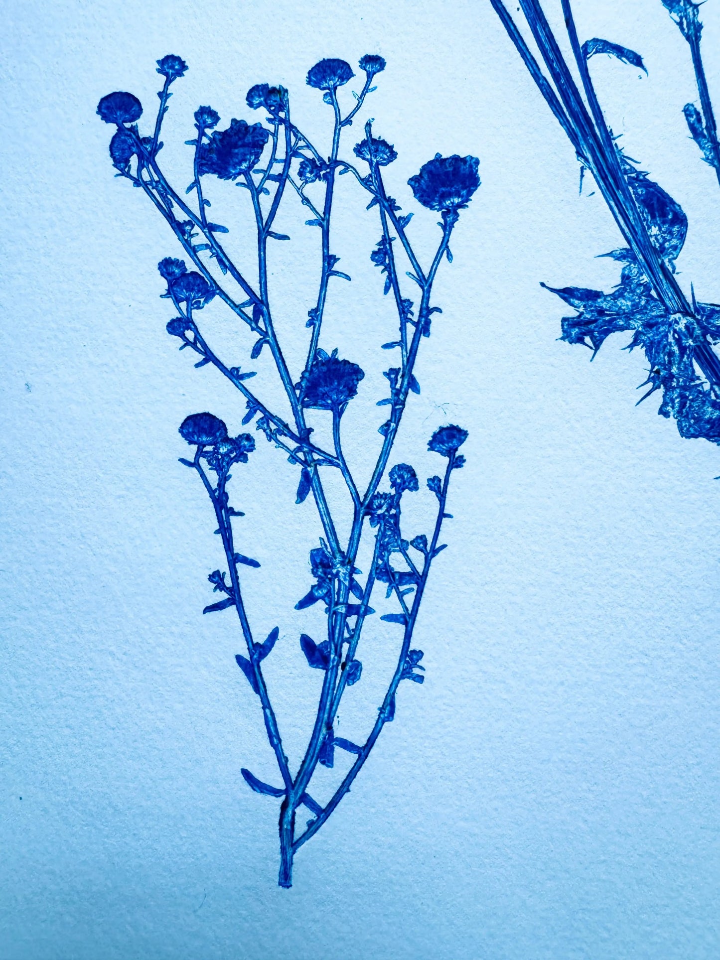 Botanical Survey: Variants of a Shared Habitat lintonart