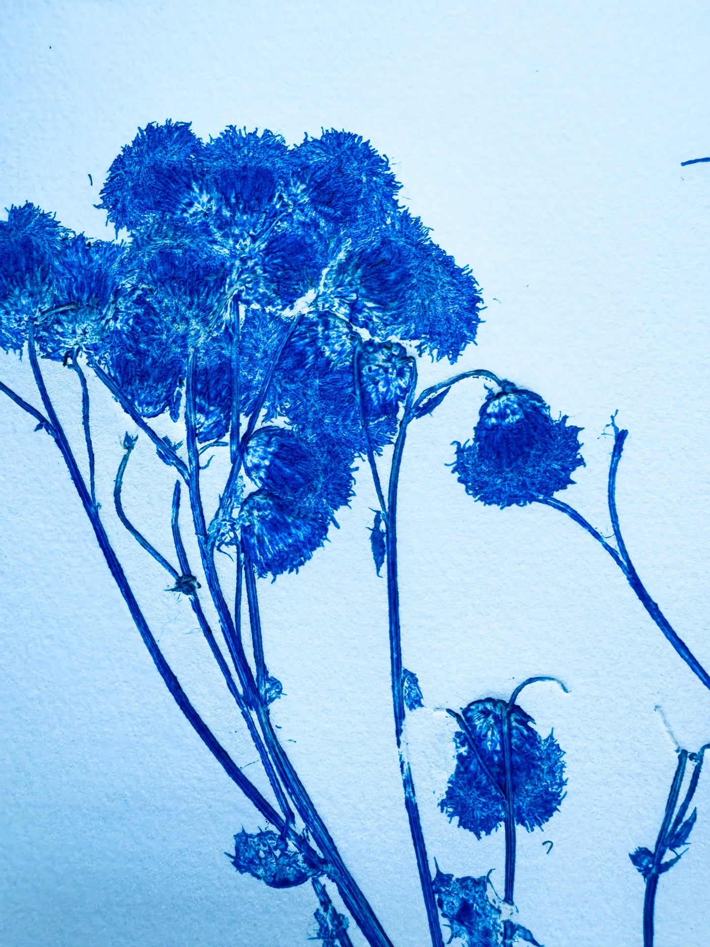 Botanical Survey: Variants of a Shared Habitat lintonart