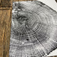 Michigan Oak Tree, Tree Ring Art, 8x10 inches, Woodcut, woodblock print
