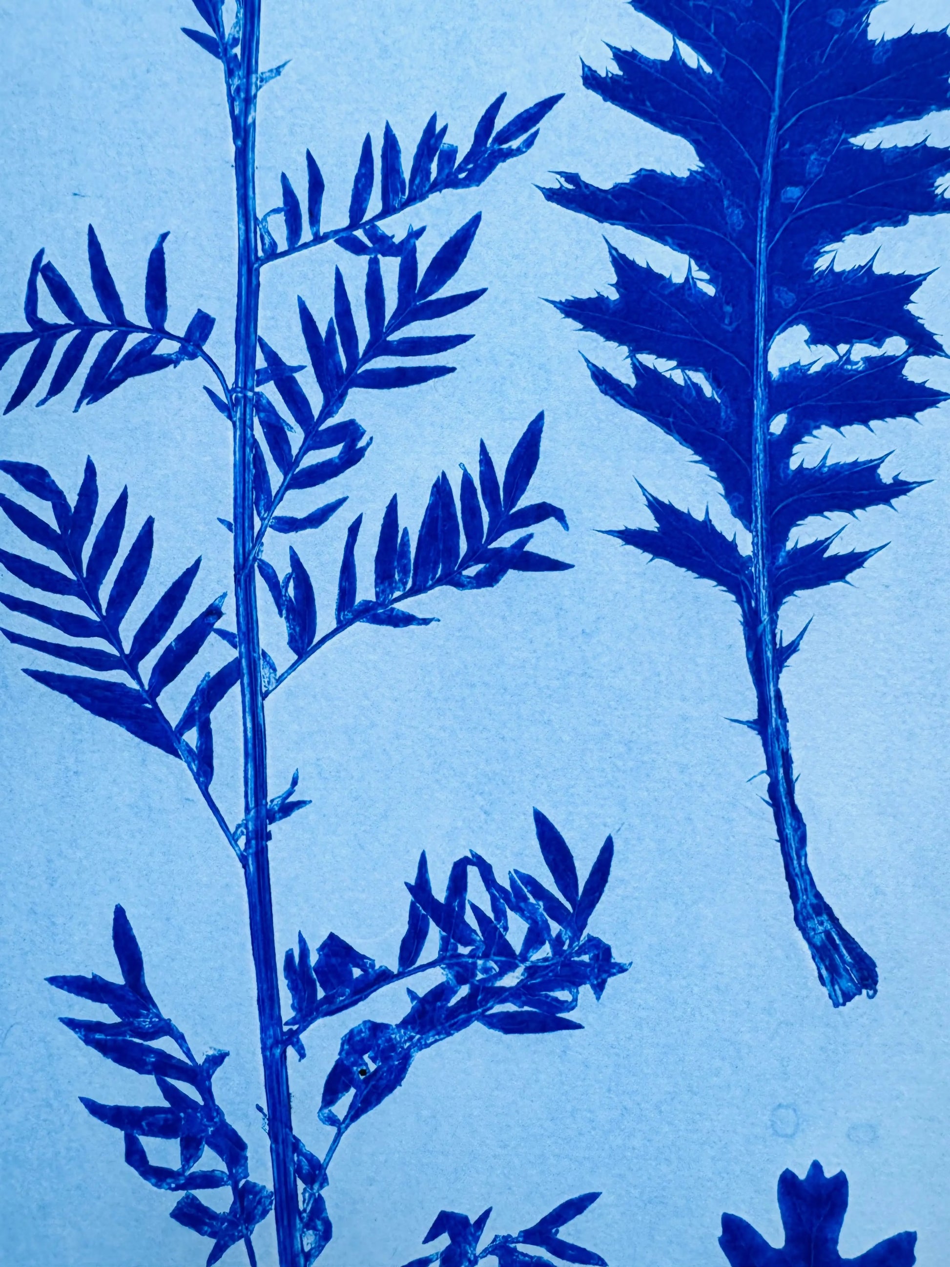 Collected Samples Exhibiting Morphological Divergence, Original Monoprint 18x24 inches lintonart