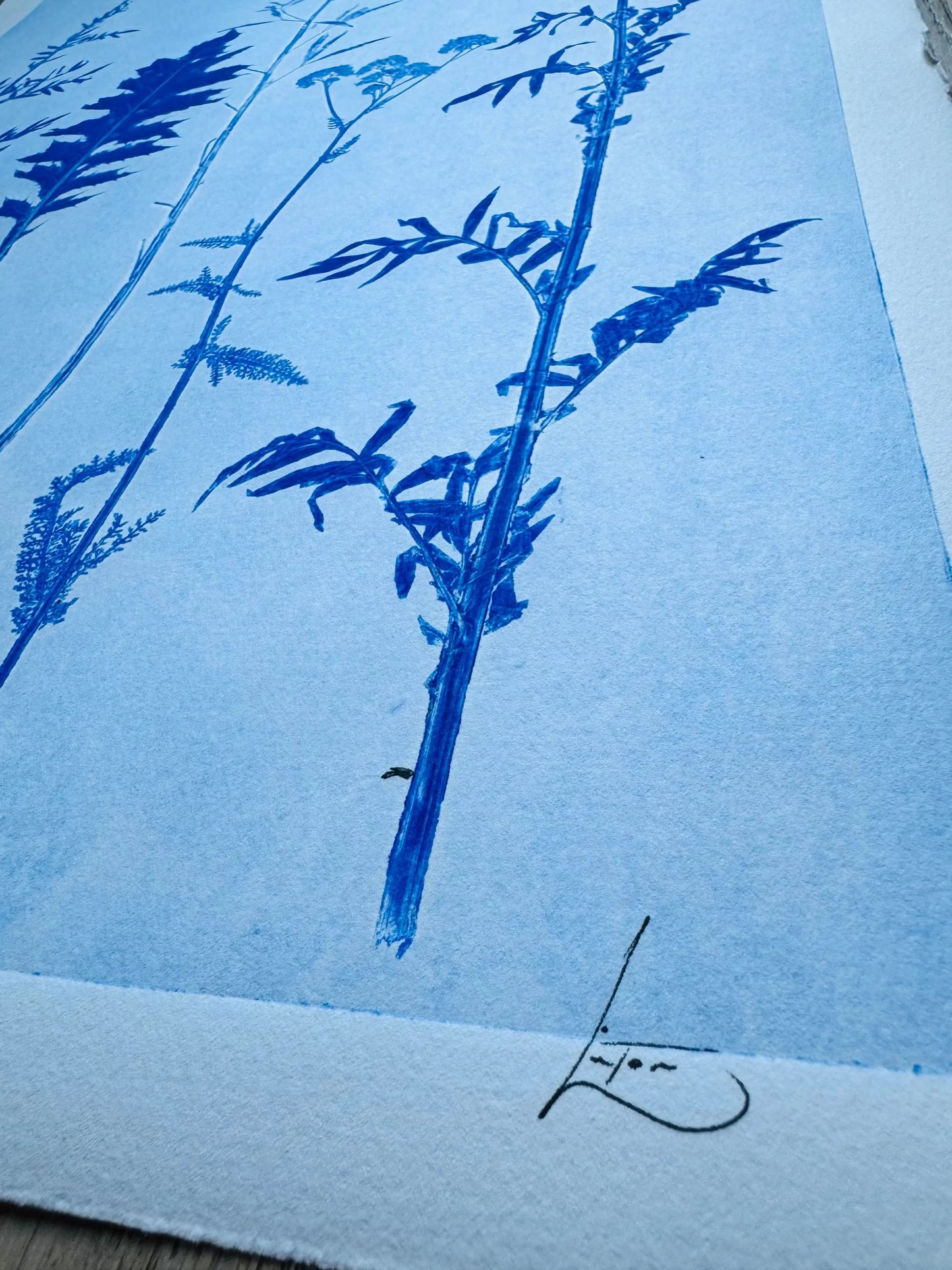 Collected Samples Exhibiting Morphological Divergence, Original Monoprint 18x24 inches lintonart