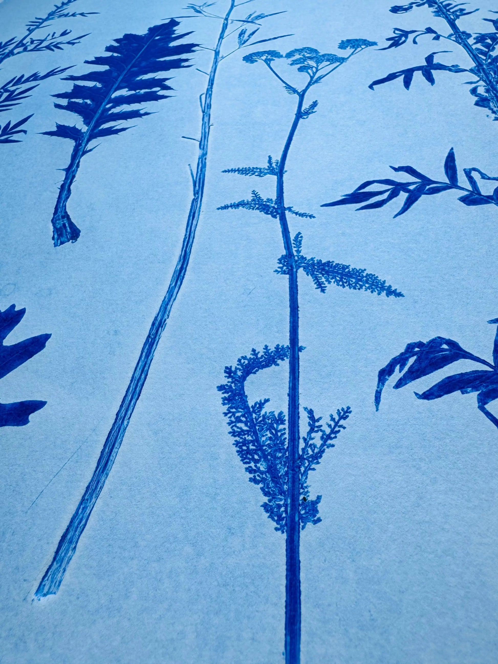 Collected Samples Exhibiting Morphological Divergence, Original Monoprint 18x24 inches lintonart