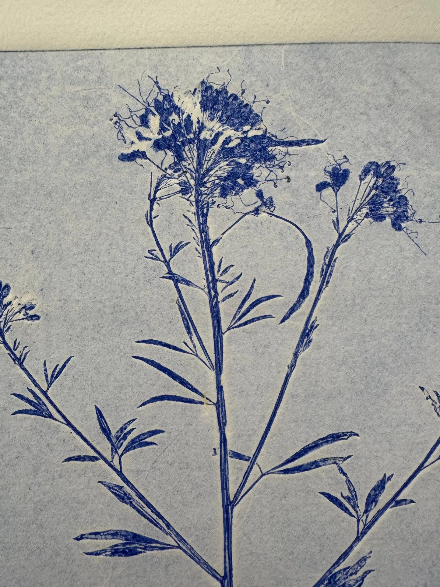 Collected Samples Exhibiting Morphological Divergence, Original Monoprint 18x24 inches lintonart