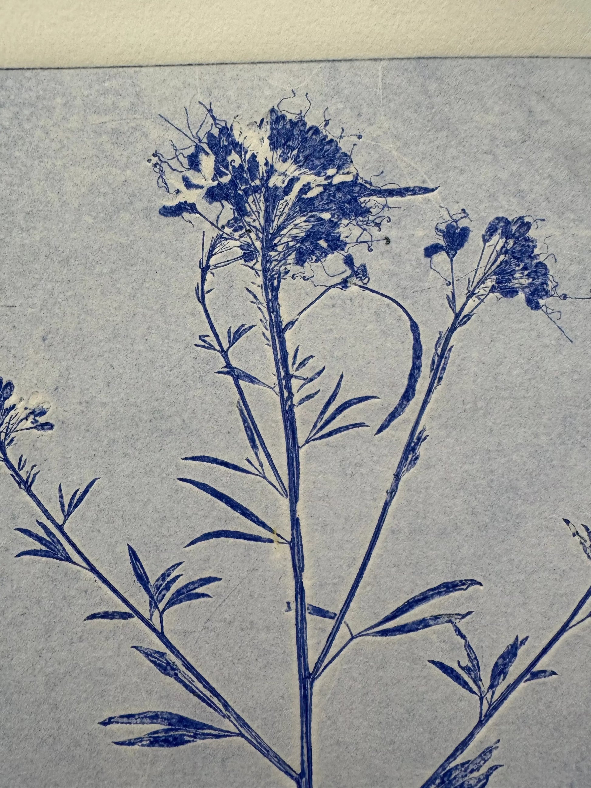 Collected Samples Exhibiting Morphological Divergence, Original Monoprint 18x24 inches lintonart