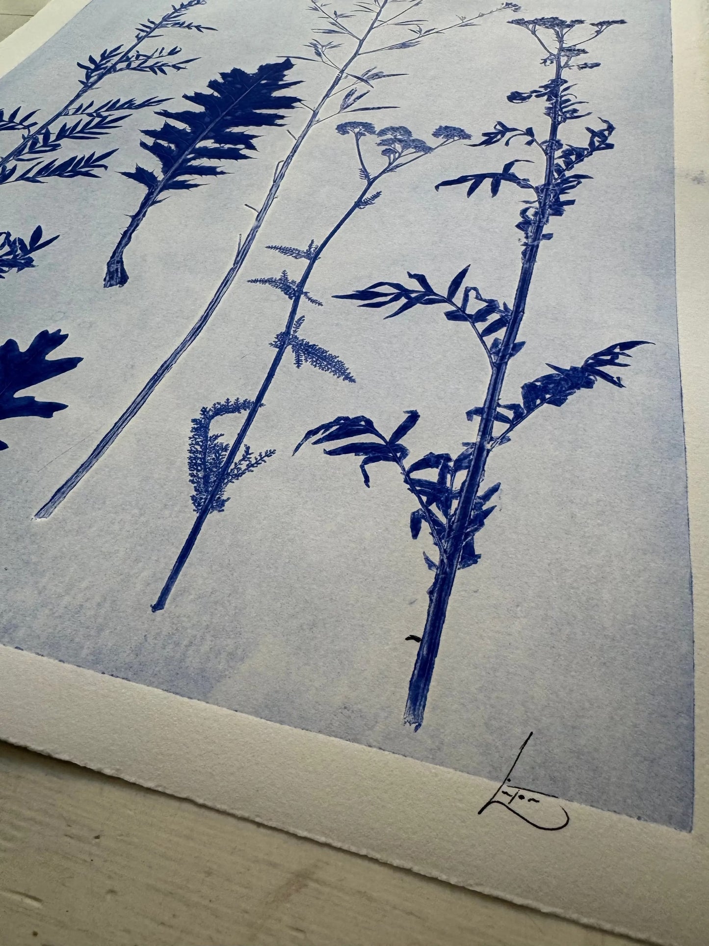 Collected Samples Exhibiting Morphological Divergence, Original Monoprint 18x24 inches lintonart