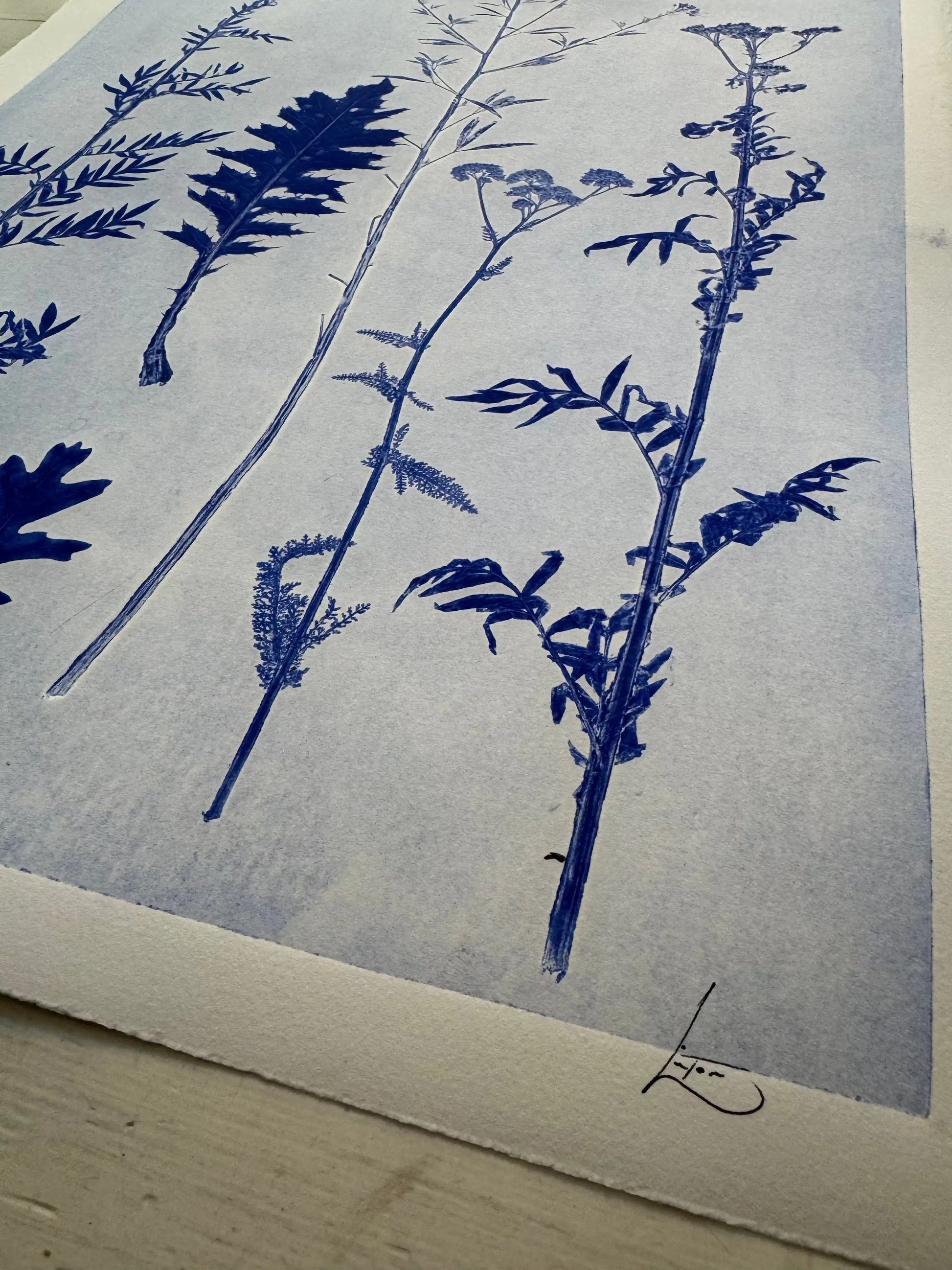 Collected Samples Exhibiting Morphological Divergence, Original Monoprint 18x24 inches lintonart