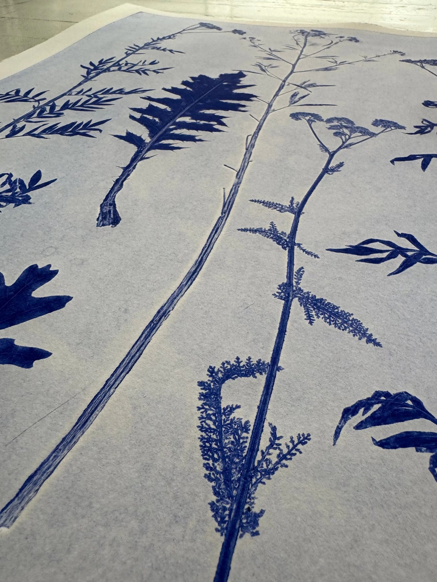 Collected Samples Exhibiting Morphological Divergence, Original Monoprint 18x24 inches lintonart