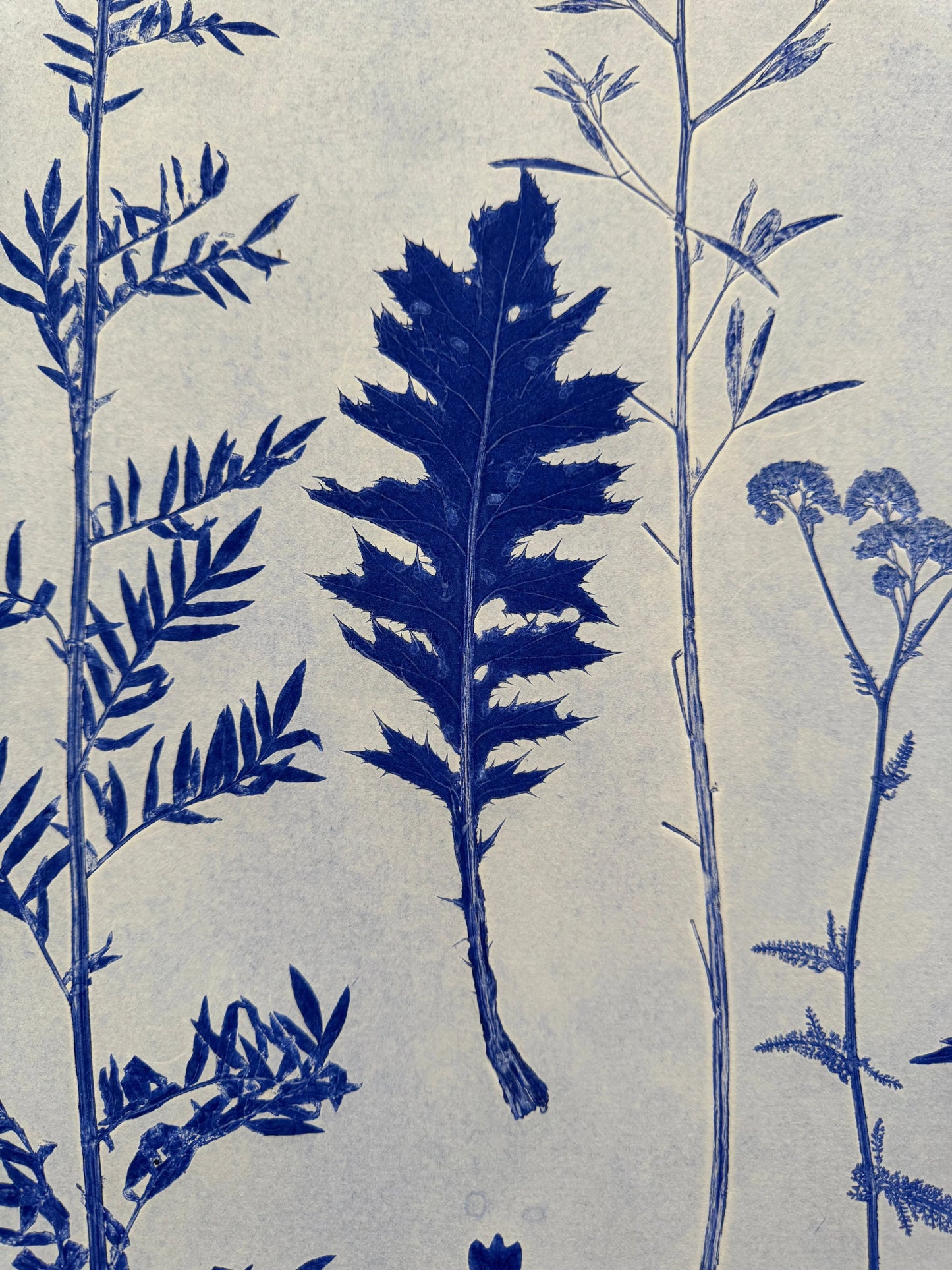 Collected Samples Exhibiting Morphological Divergence, Original Monoprint 18x24 inches lintonart