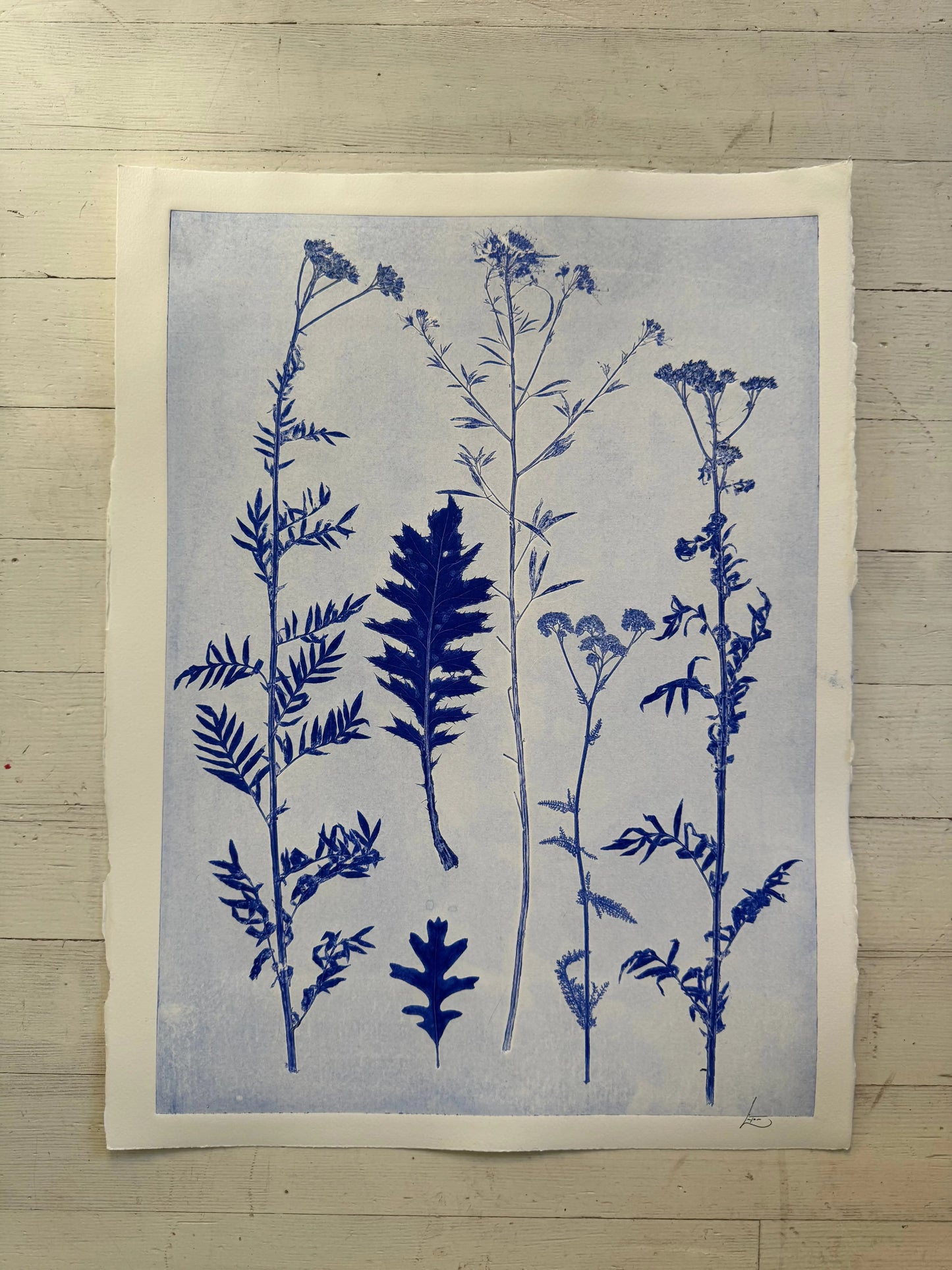 Collected Samples Exhibiting Morphological Divergence, Original Monoprint 18x24 inches lintonart