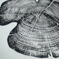 Cedar Tree Ring Print – Reno County, Kansas – 18x24 Original Signed Woodcut lintonart