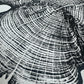 Cedar Tree Ring Print – Reno County, Kansas – 18x24 Original Signed Woodcut lintonart