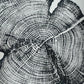 Cedar Tree Ring Print – Reno County, Kansas – 18x24 Original Signed Woodcut lintonart