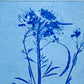 Specimen Group: Flora of Mountain Meadows, 18x24 original Monoprint