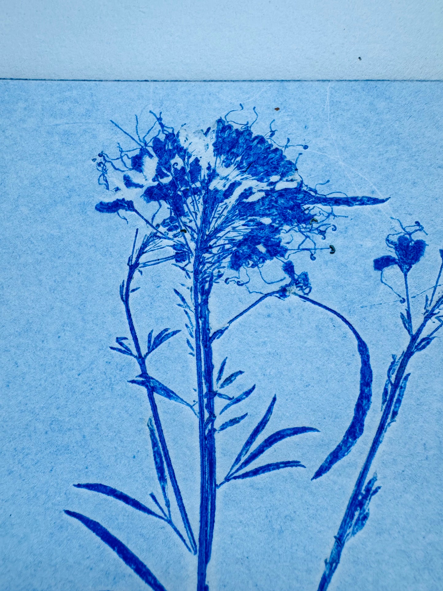 Specimen Group: Flora of Mountain Meadows, 18x24 original Monoprint