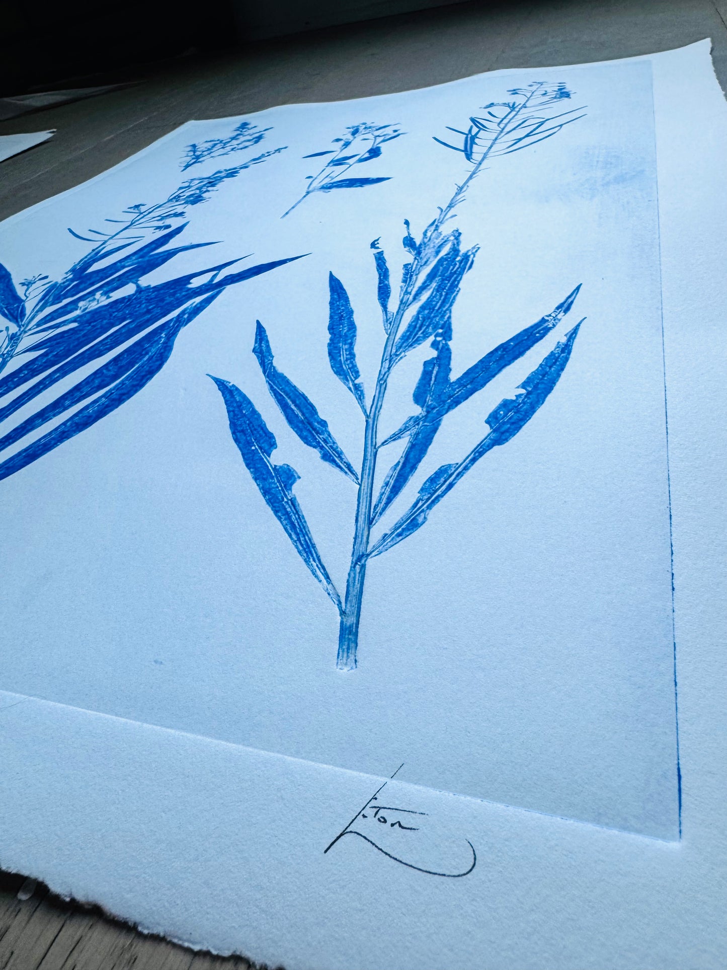 Specimen Group: Flora of Mountain Meadows, 18x24 original Monoprint