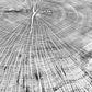 Giant Oak from Illinois, Tree ring art, oak tree art, hand pressed woodblock print, Illinois Tree, 42x46 inches lintonart
