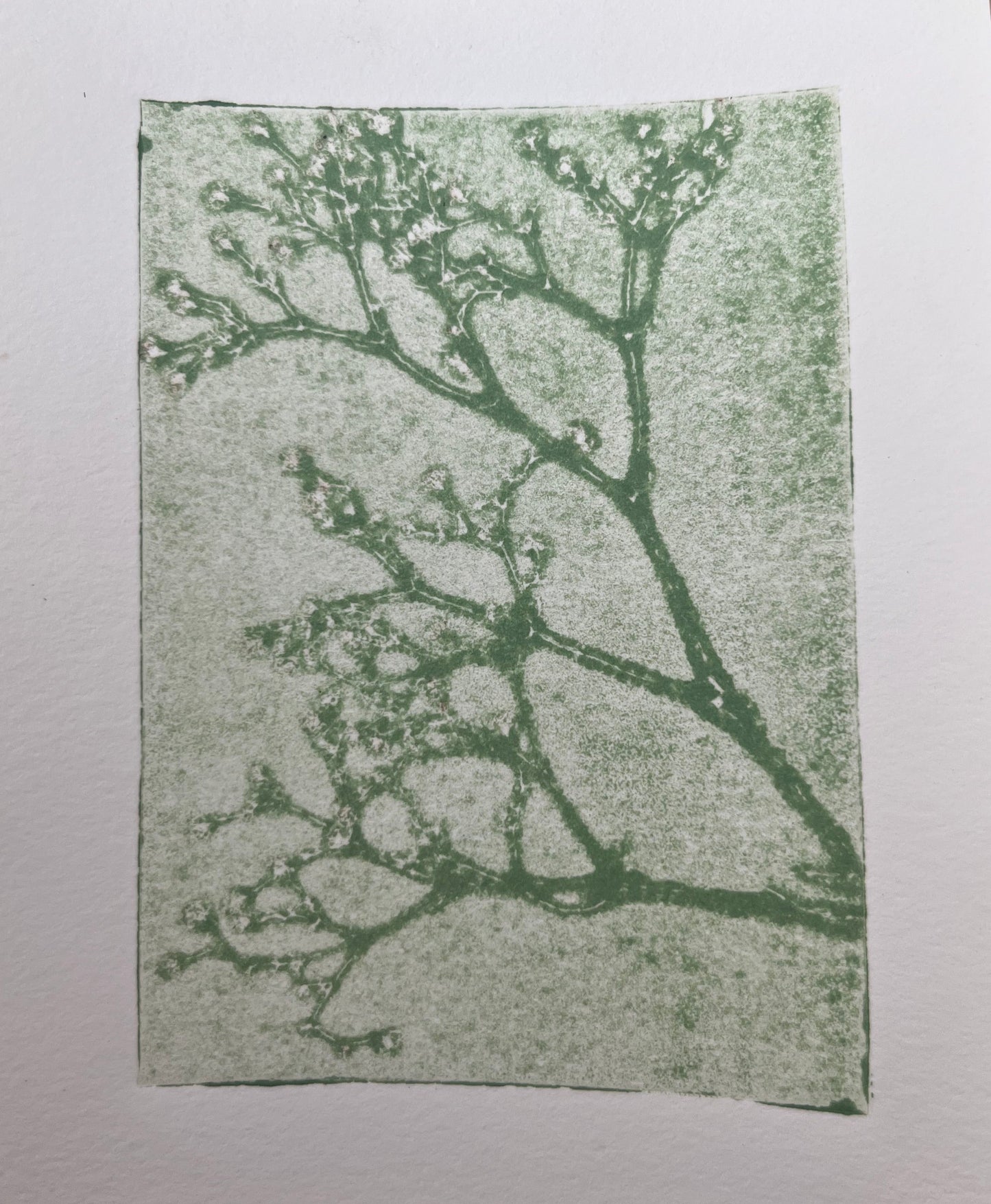 Hand-pressed Monotype Botanical Triptych on Sage Green 4x5in Original Artwork