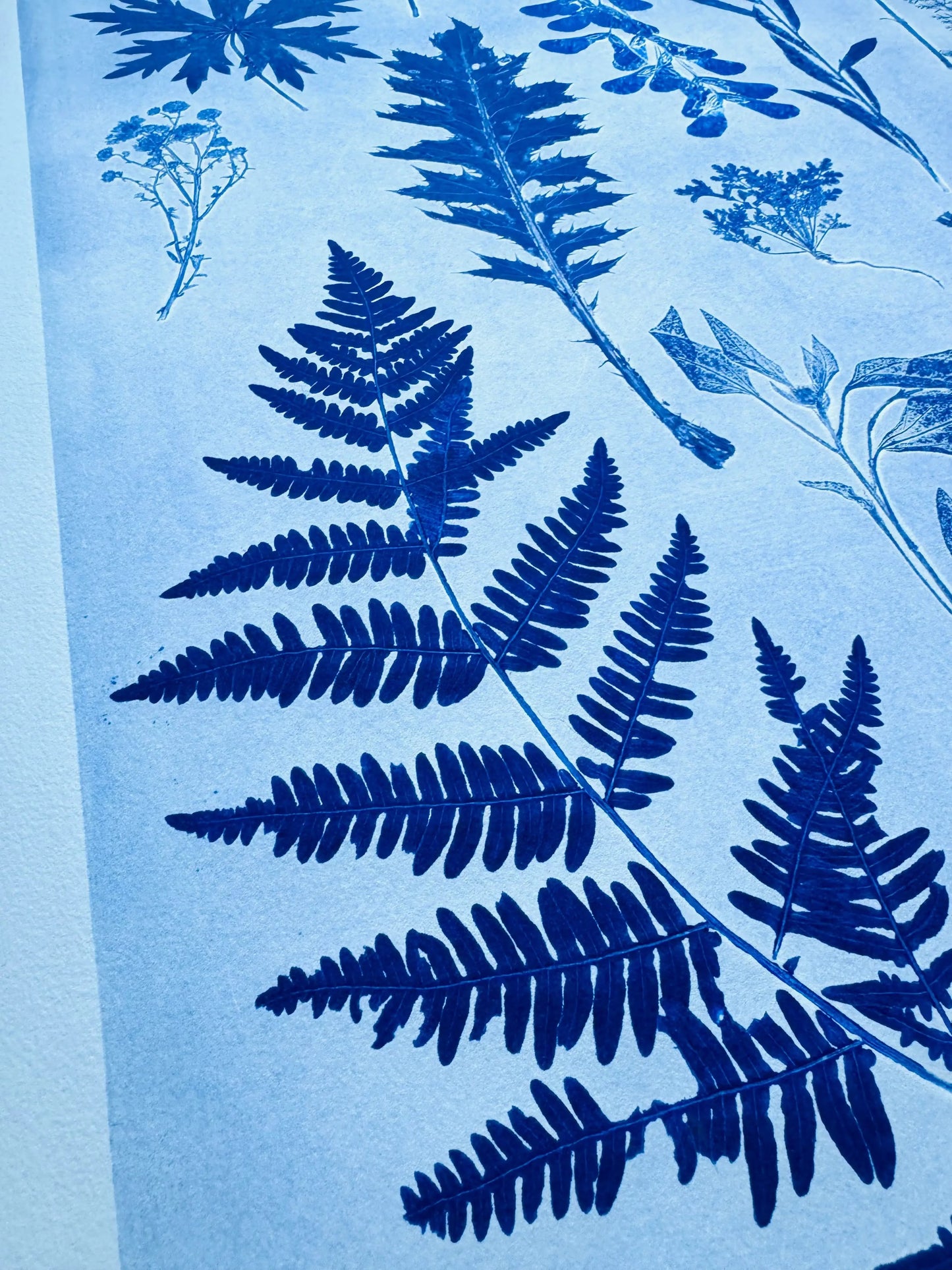 Herbaceous Forms: Field Study in Variation and Pattern, 18x24 inch Original Monoprint lintonart