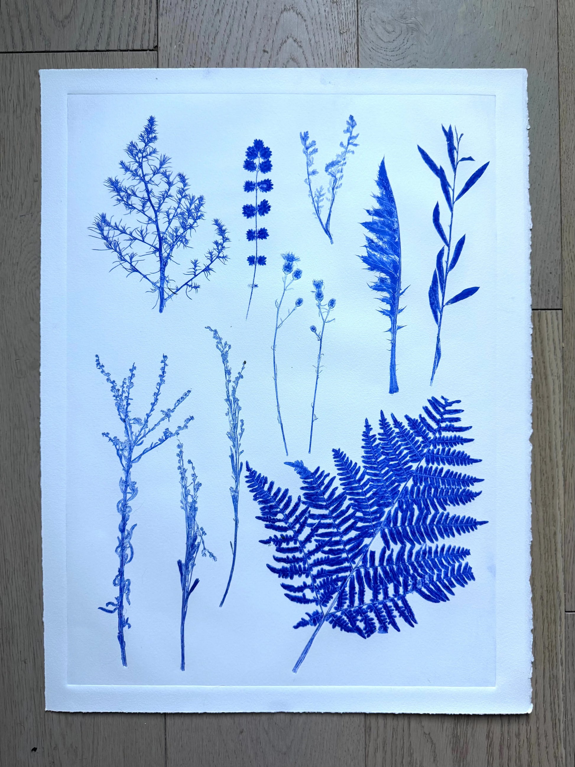 Herbarium Sheet – Field Sample Cluster, Original Botanical Monoprint, 18x24 inches lintonart