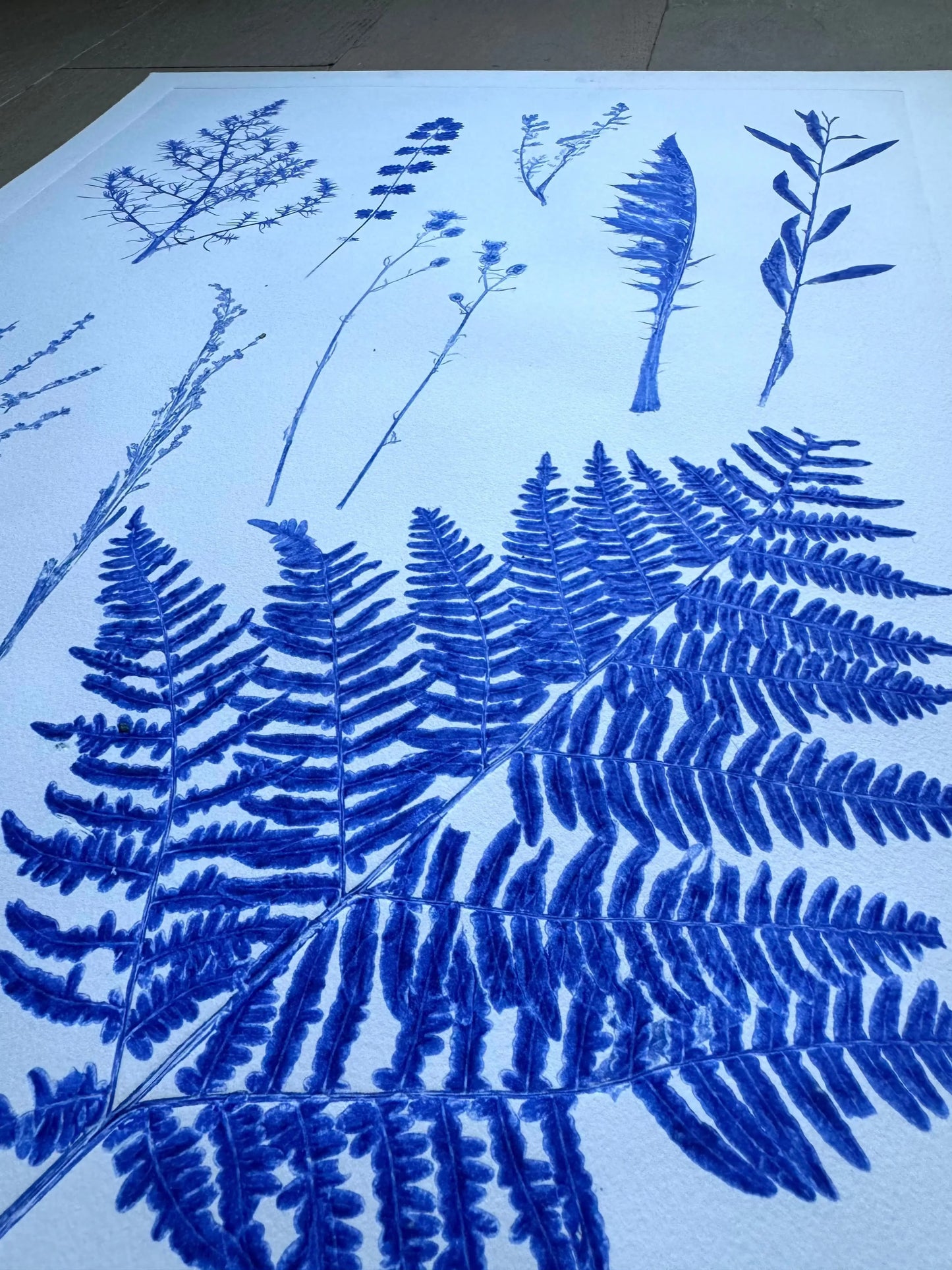 Herbarium Sheet – Field Sample Cluster, Original Botanical Monoprint, 18x24 inches lintonart