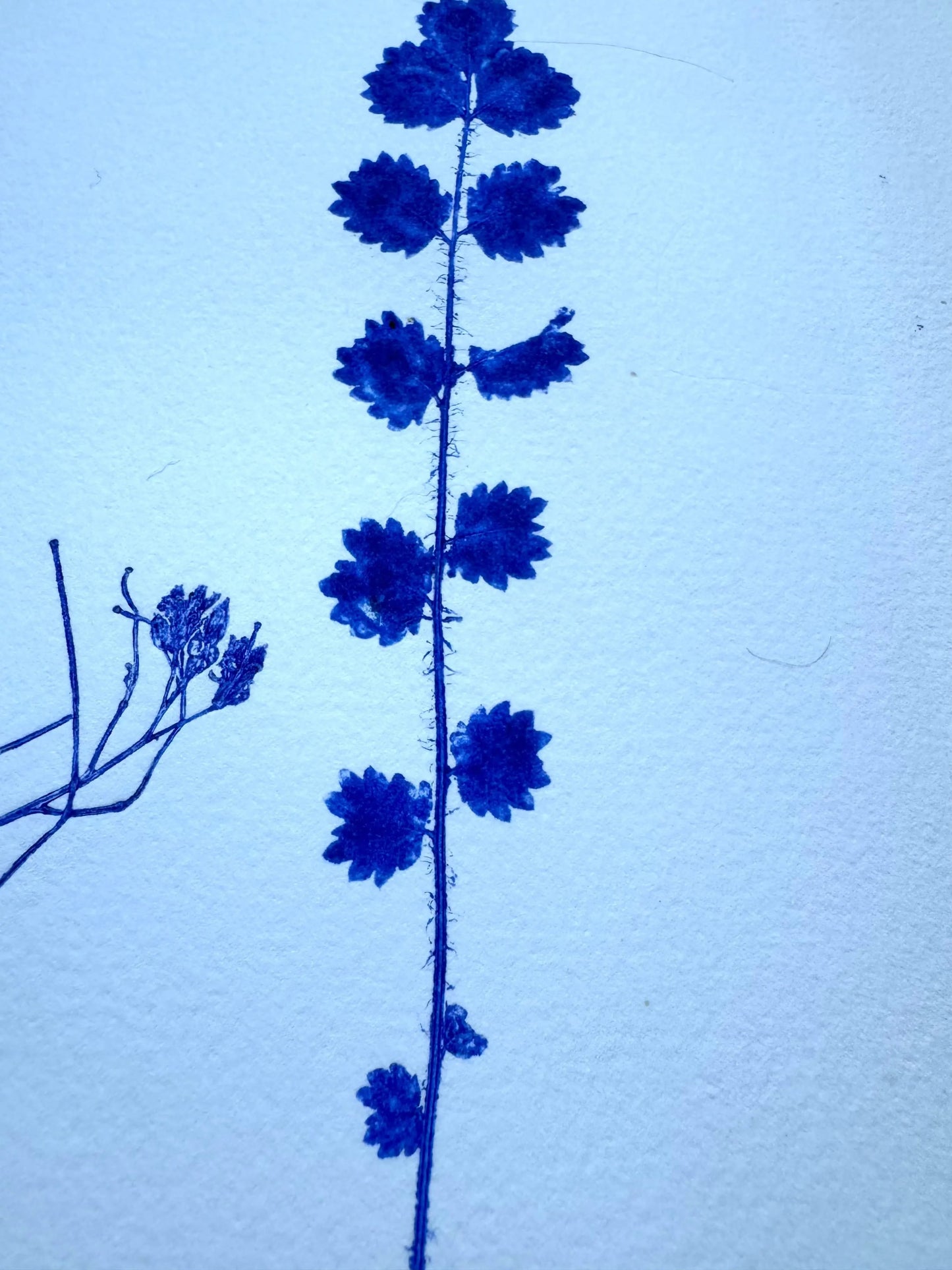 Herbarium Sheet – Field Sample Cluster, Original Botanical Monoprint, 18x24 inches lintonart
